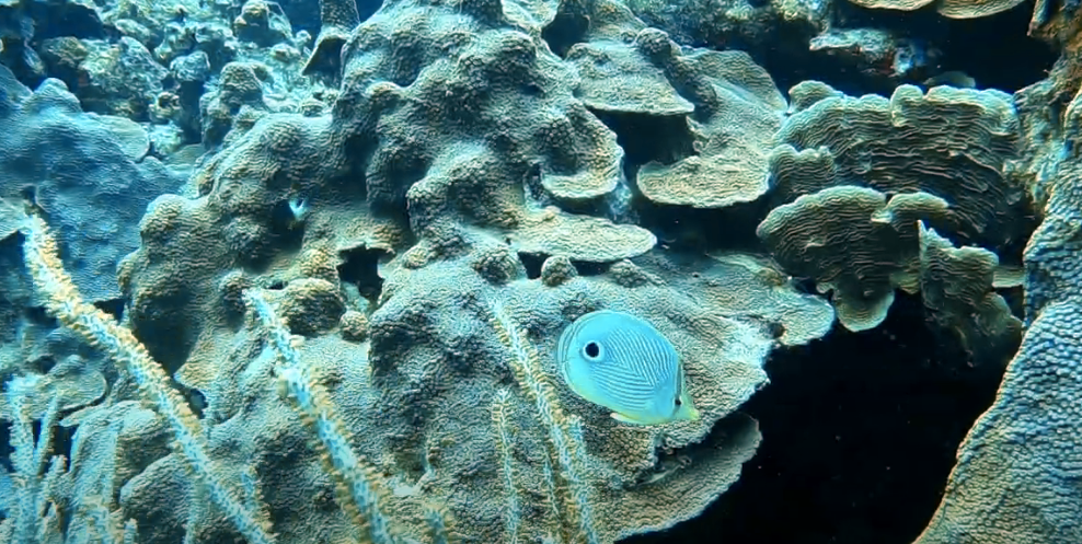 Finger Reef, Aruba Dive Site