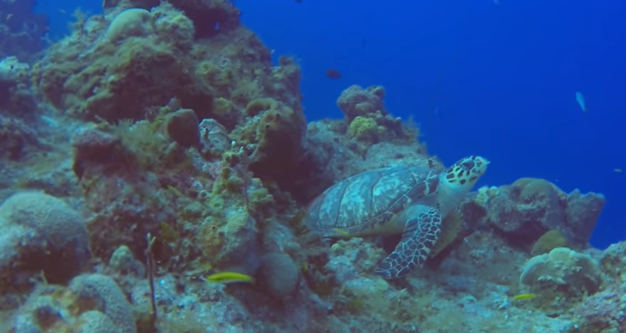 Amphitheater Dive Site Scuba Diving Grand Turk, Turks and Caicos Islands