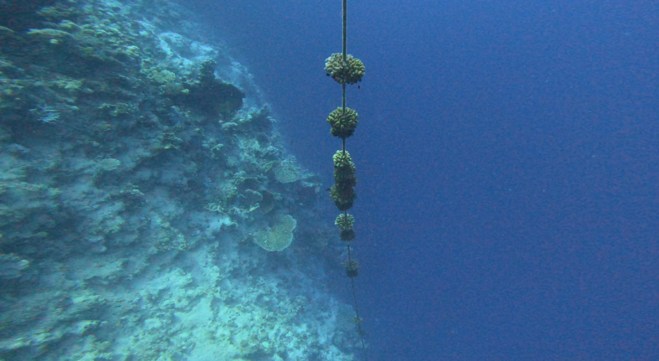 Far Garden Dive Site Scuba Diving Sharm El Sheikh, Egypt