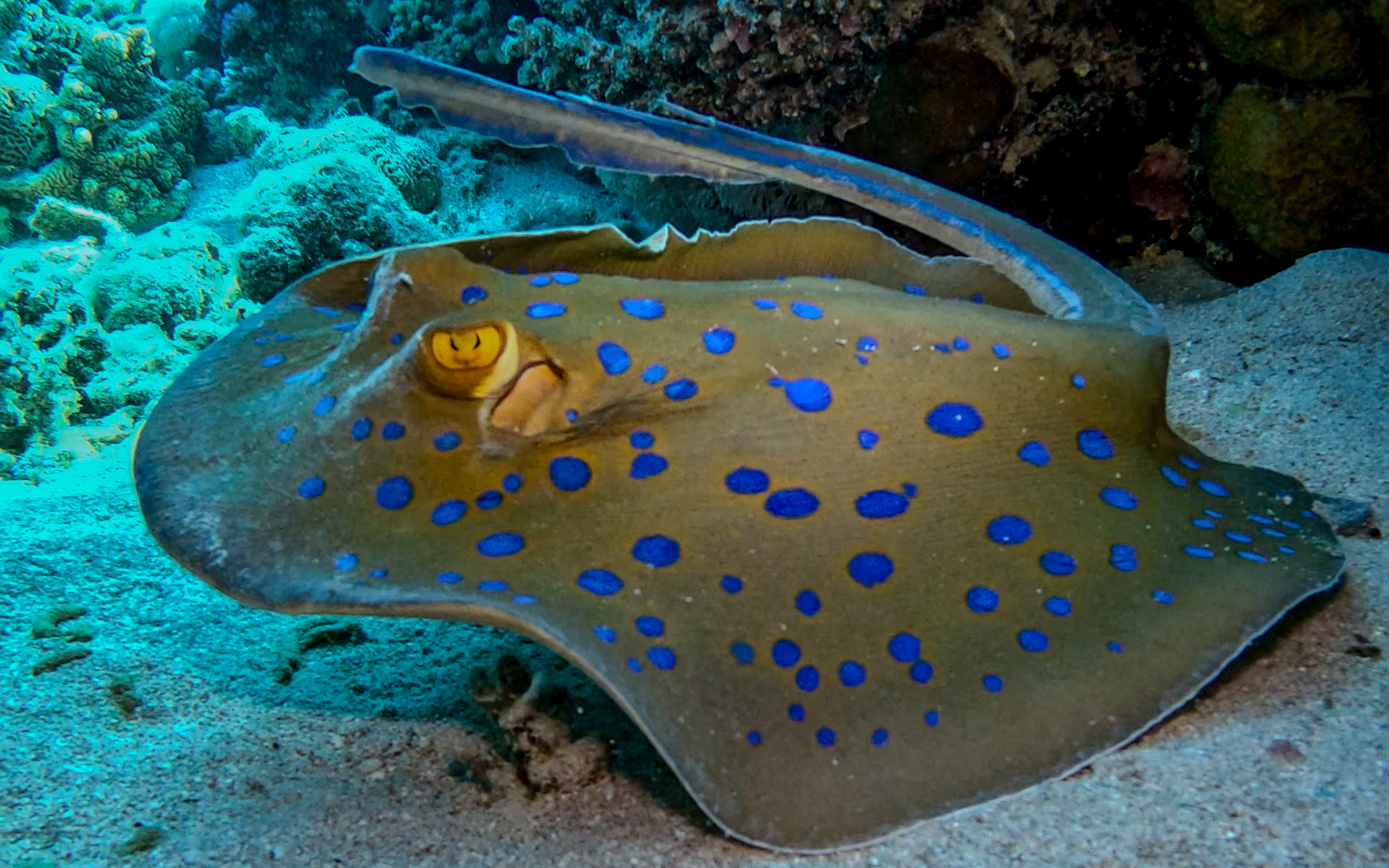Ras Ghamila, Sharm El Sheikh Dive Site