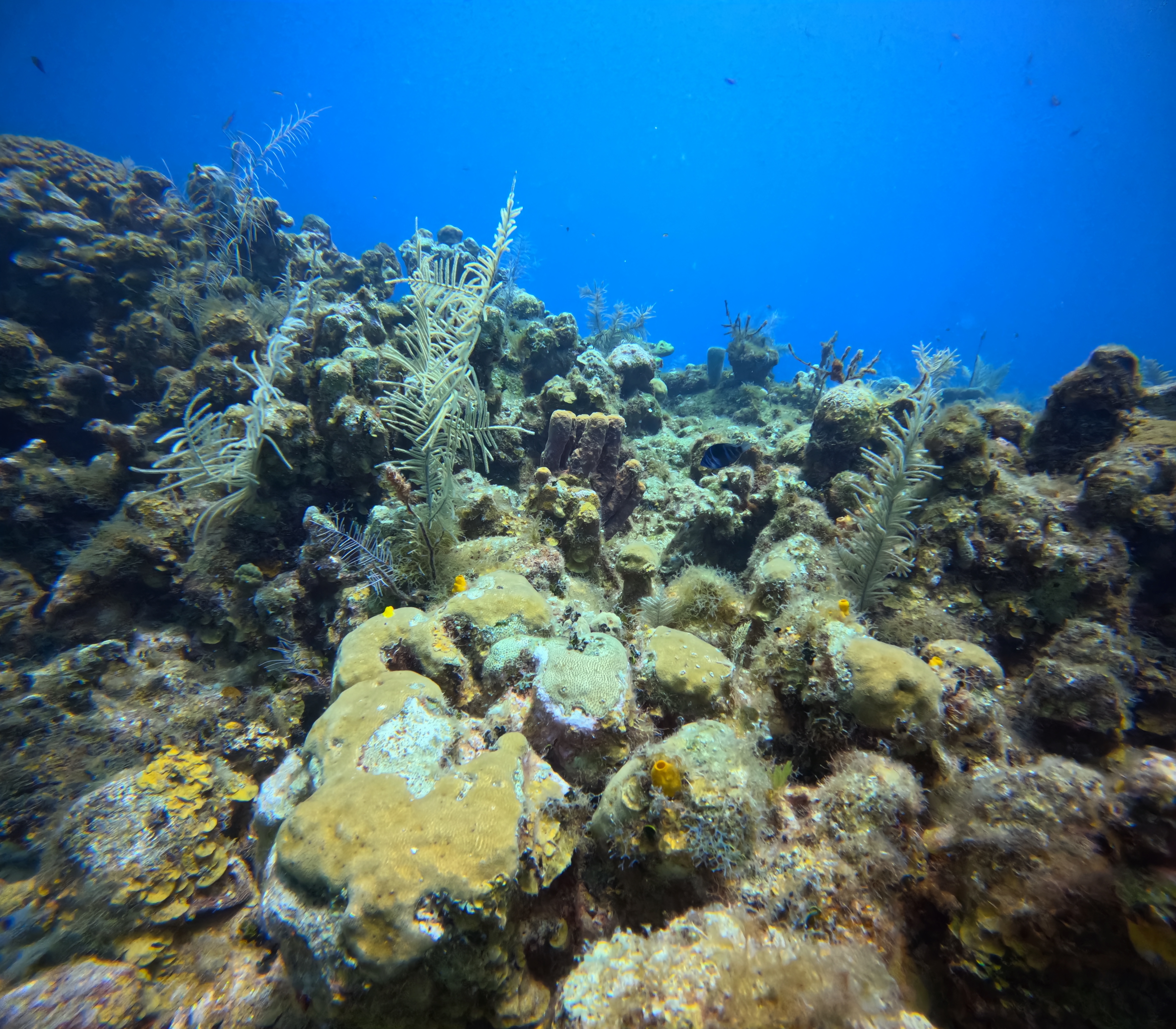 Butchers Bank Dive Site Scuba Diving Roatan, Honduras