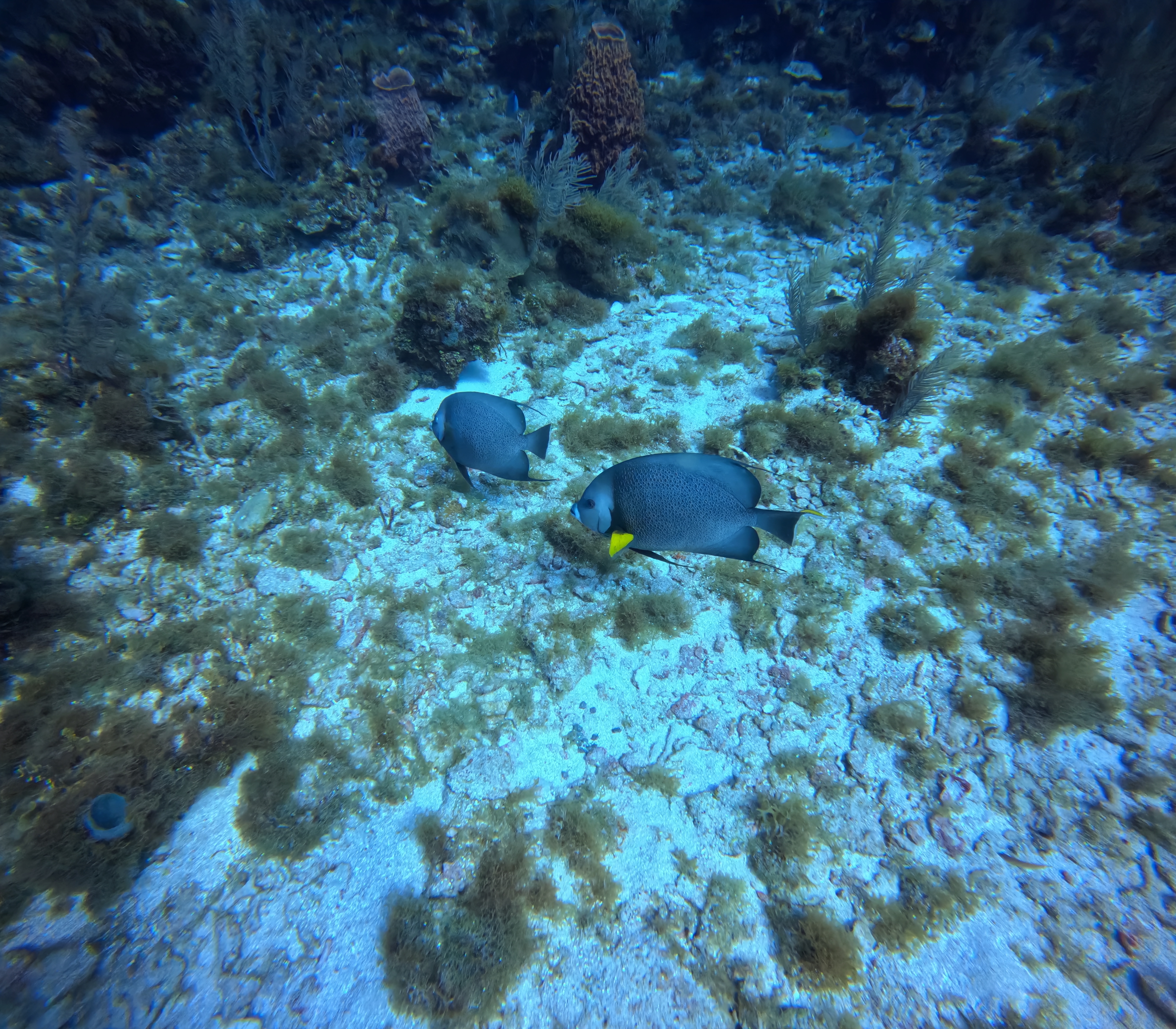 Glory to Ukraine Dive Site Scuba Diving Roatan, Honduras