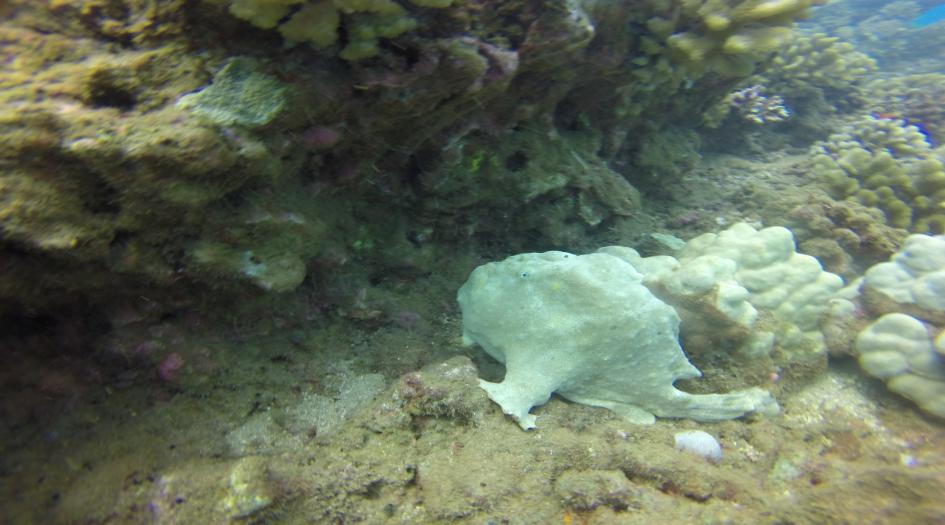 Hale O Honu Dive Site Scuba Diving Kauai, United States