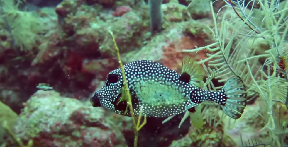 Rosella’s Garden Dive Site Scuba Diving South Water Caye, Belize