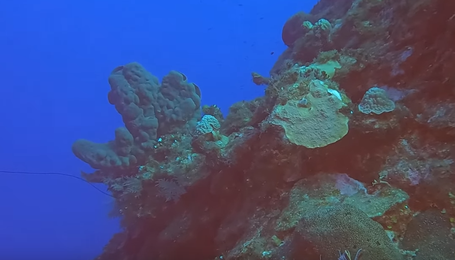 Catacombs, South Caicos Dive Site