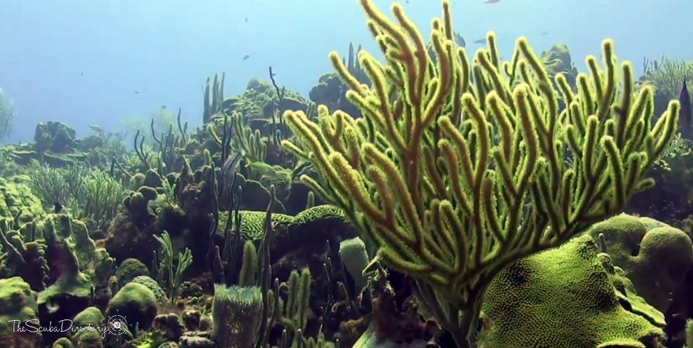 Mushroom forest Dive Site Scuba Diving Curacao, Dutch Caribbean