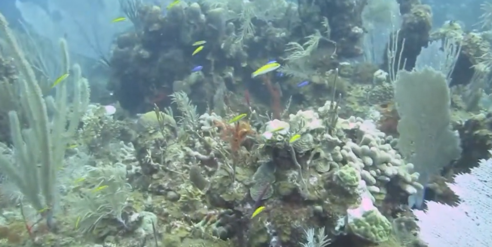 Boneyard  Dive Site Scuba Diving Providenciales, Turks and Caicos Islands