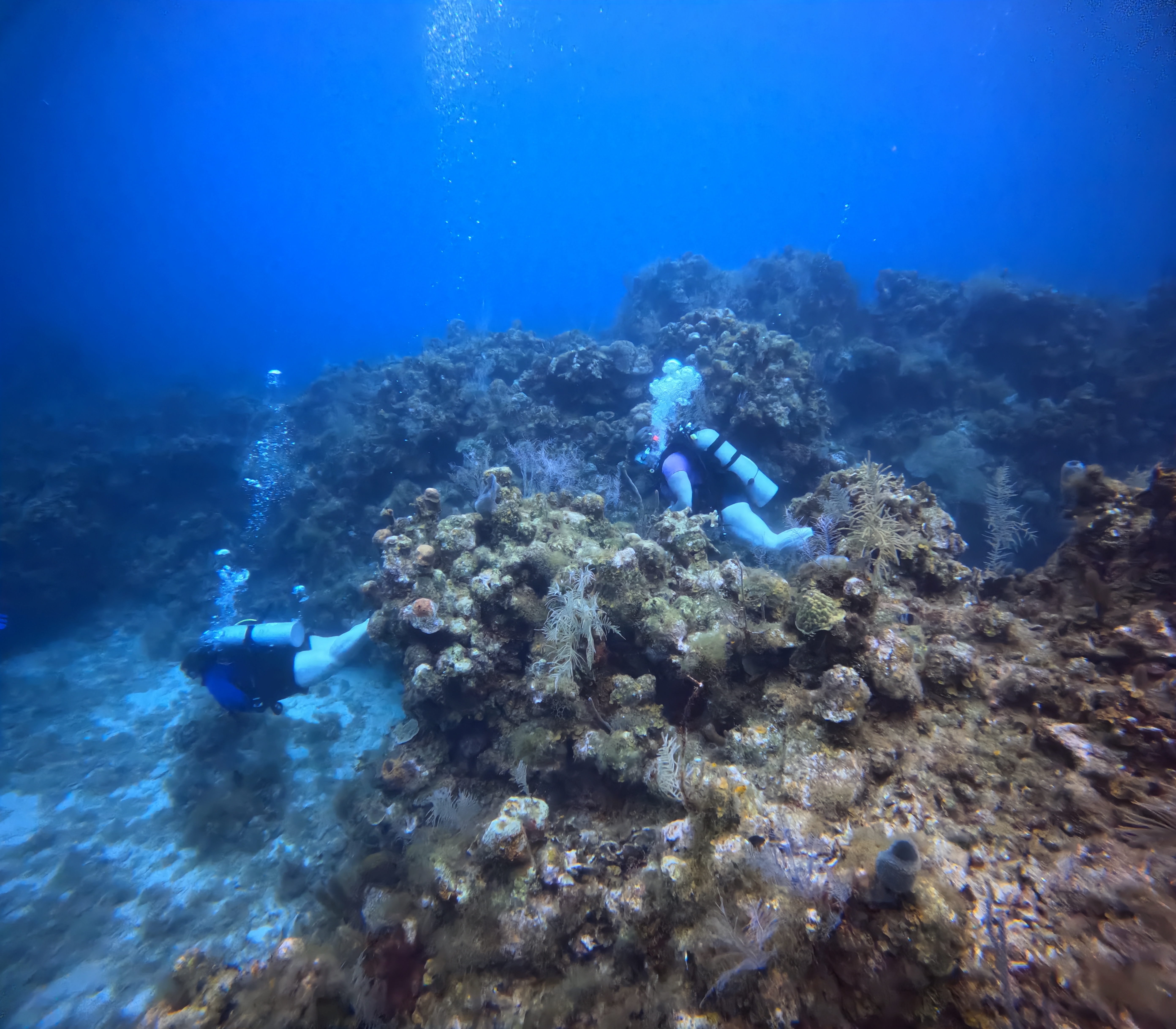 Chloe's Coral Dive Site Scuba Diving Roatan, Honduras