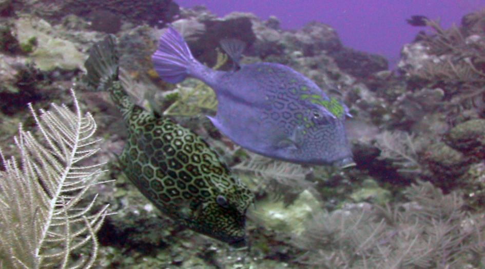 Cheeseburger reef Dive Site Scuba Diving Grand Cayman, Cayman Islands