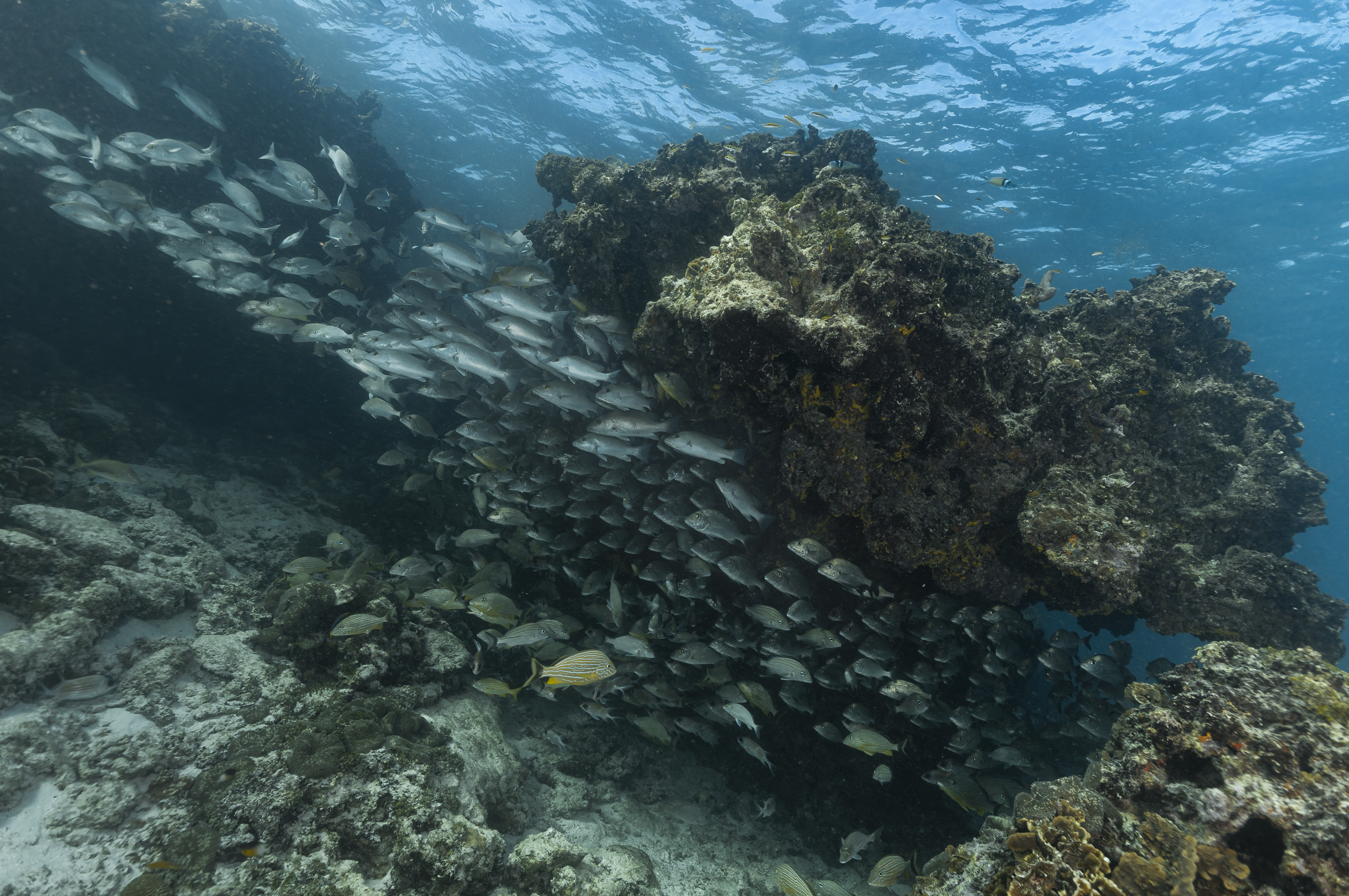 Aquarium Dive Site Scuba Diving Punta Cana, Dominican Republic