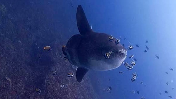 Crystal Bay Dive Site Scuba Diving Bali, Indonesia