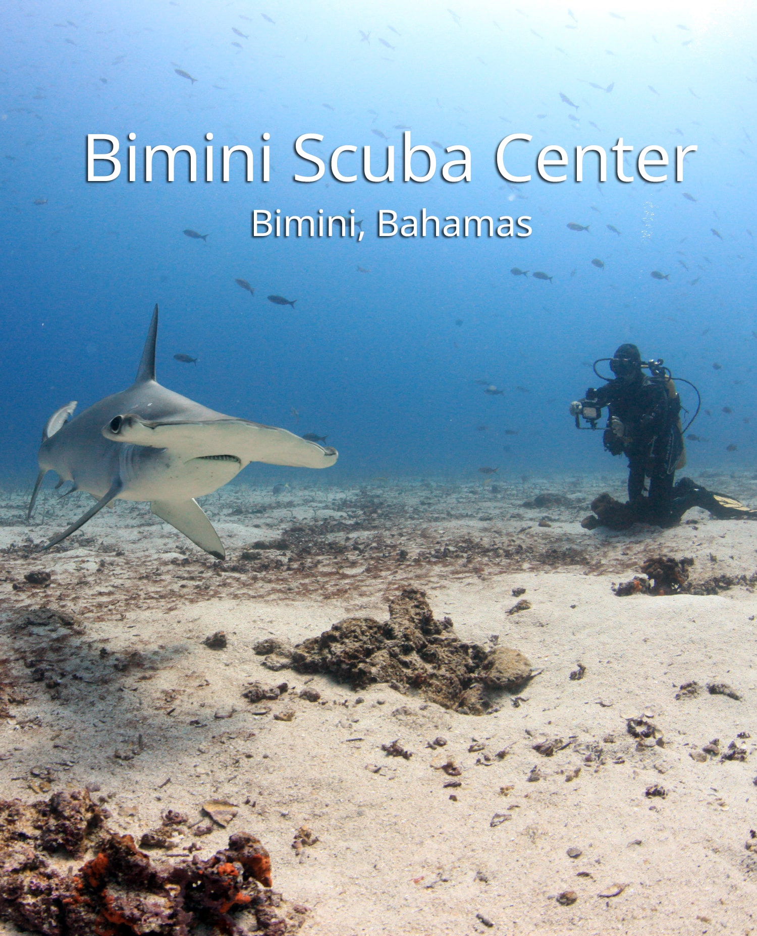 Bimini Scuba Center Bimini The Scuba Directory