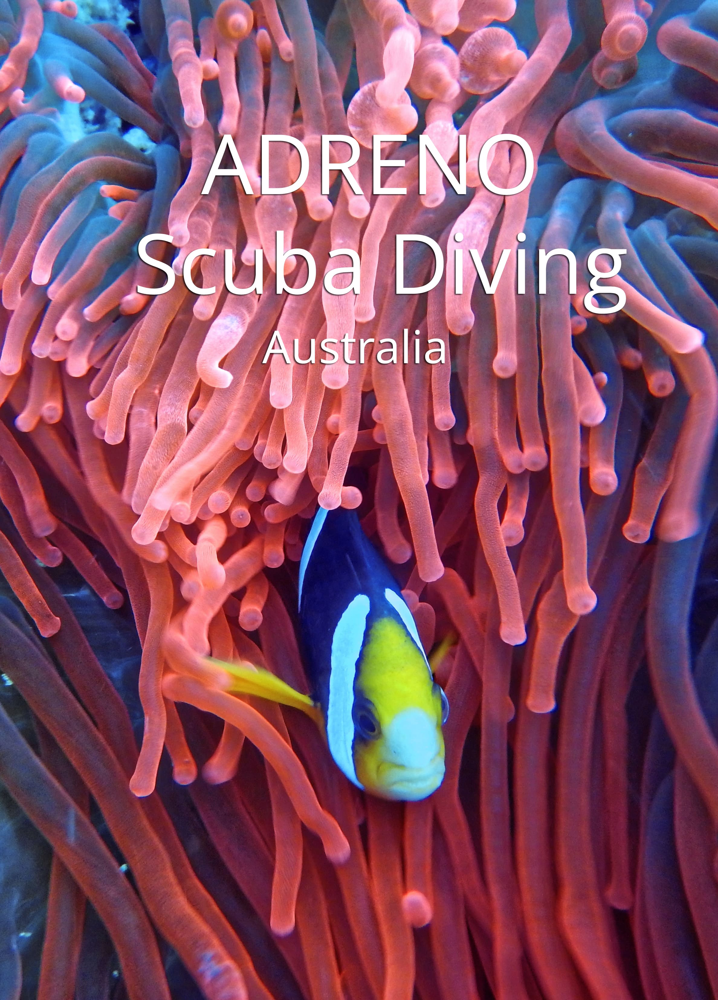 Adreno Scuba Diving Australia The Scuba Directory