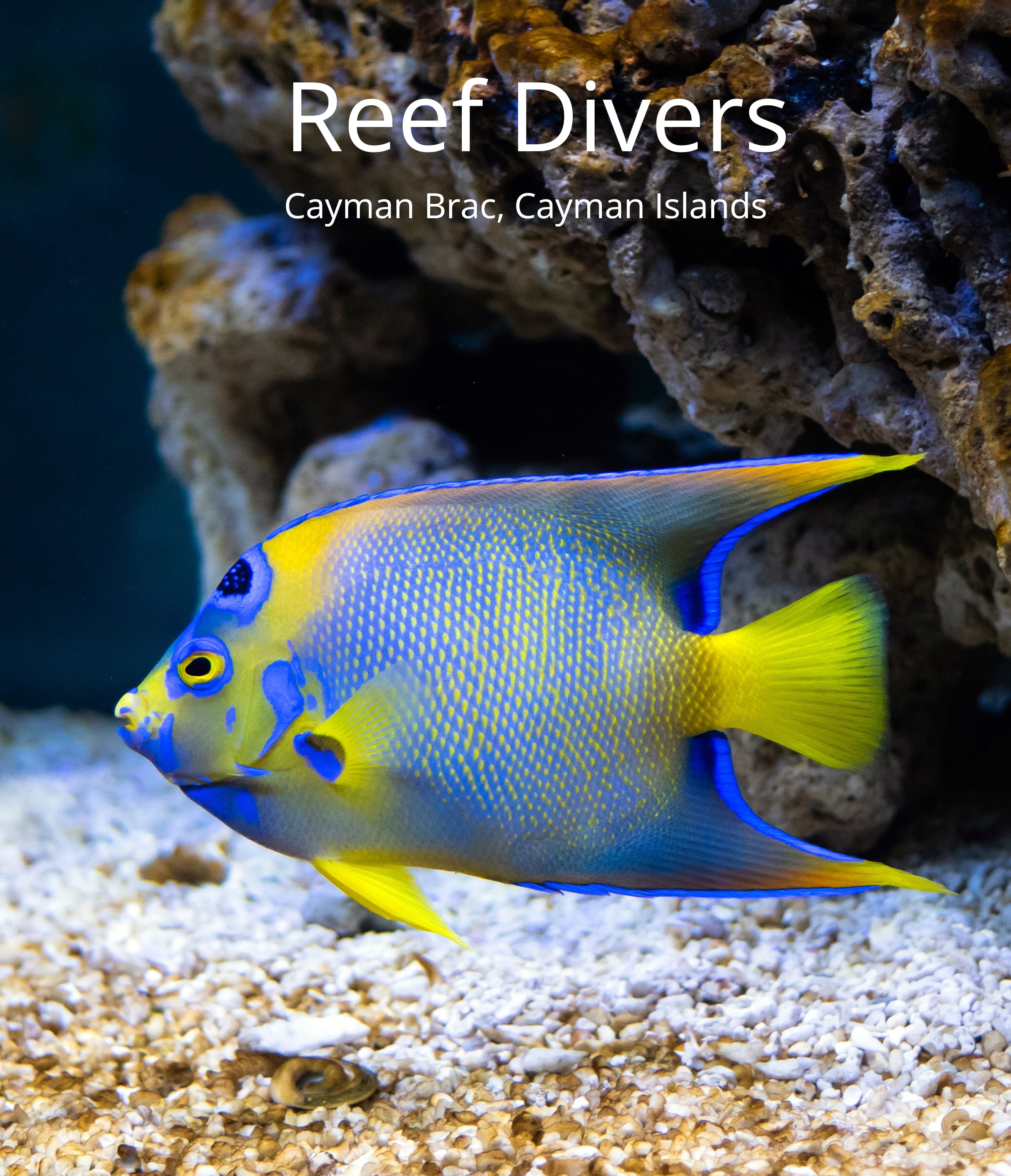 Reef Divers Cayman Brac The Scuba Directory