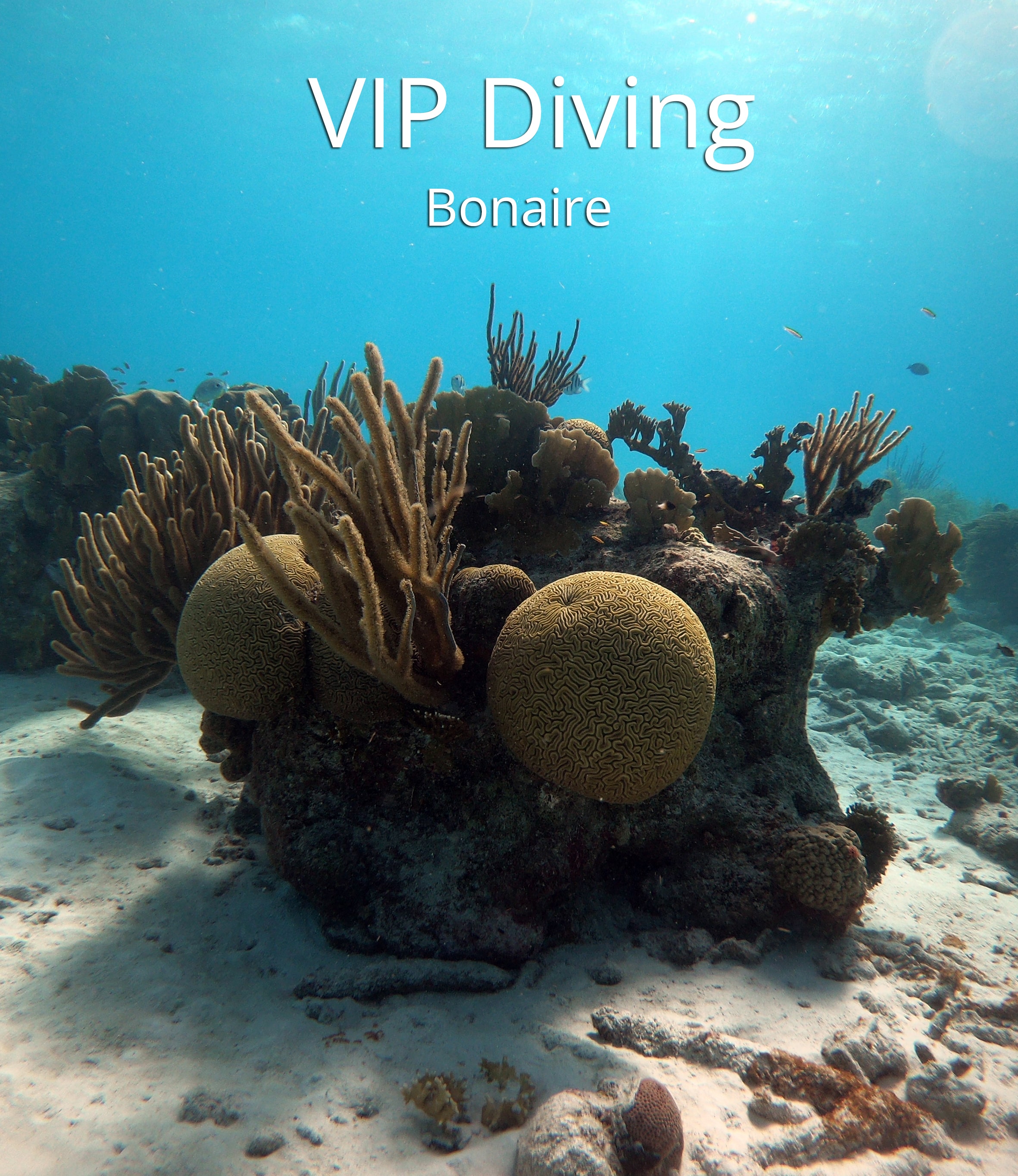 VIP Diving Bonaire The Scuba Directory