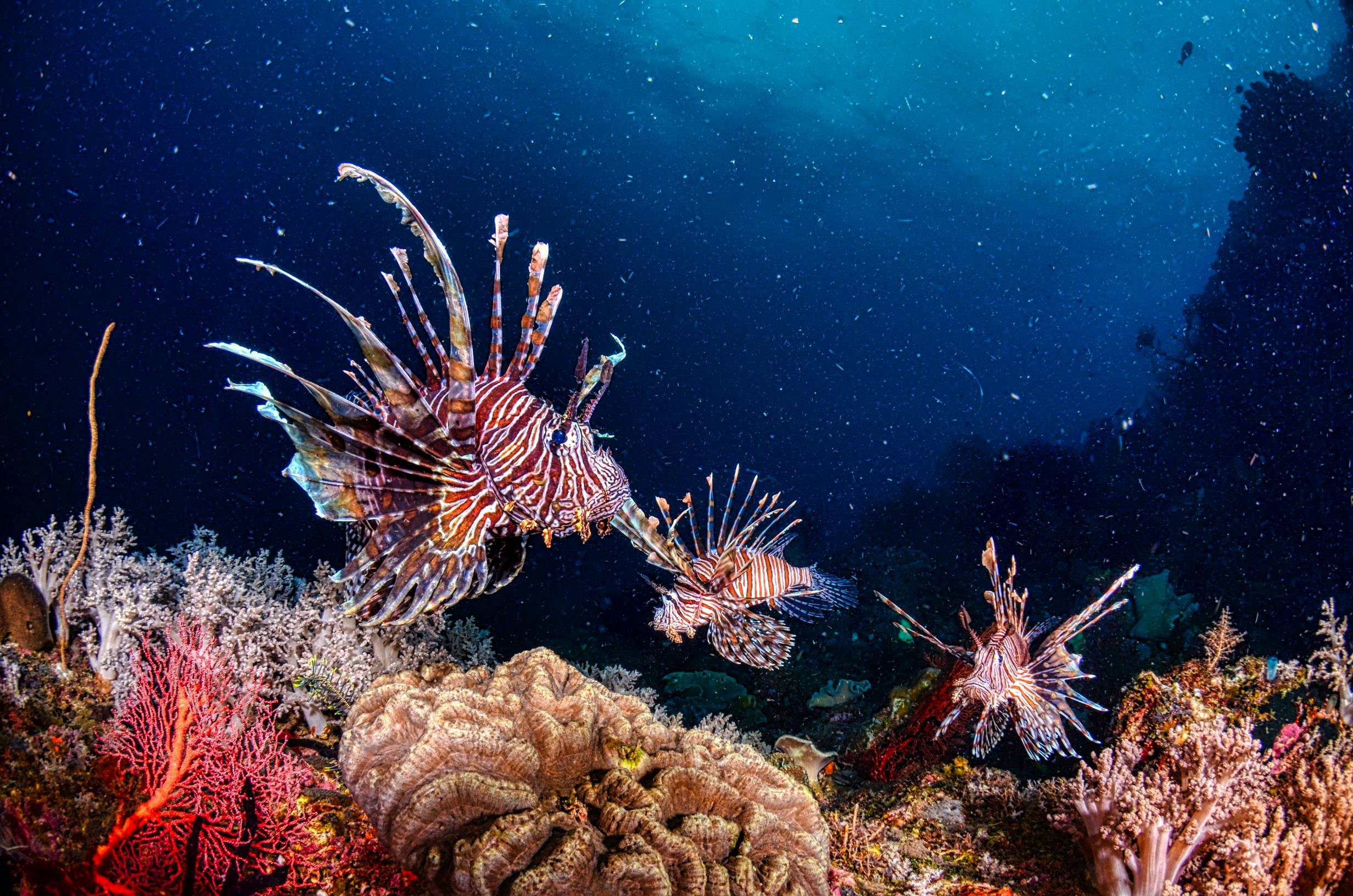 Lionfish Invasion in the Caribbean