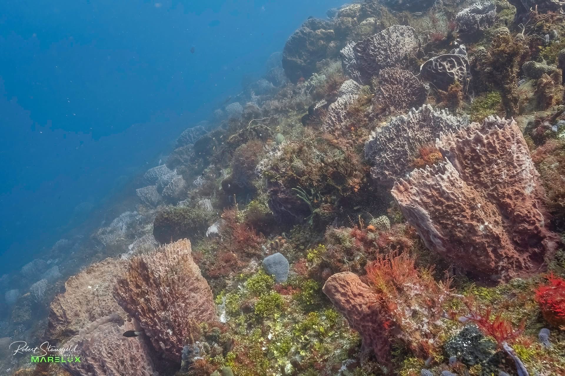 Cozumel vs. the Fourth Pier: How an Island United to Defend Villa Blanca Reef