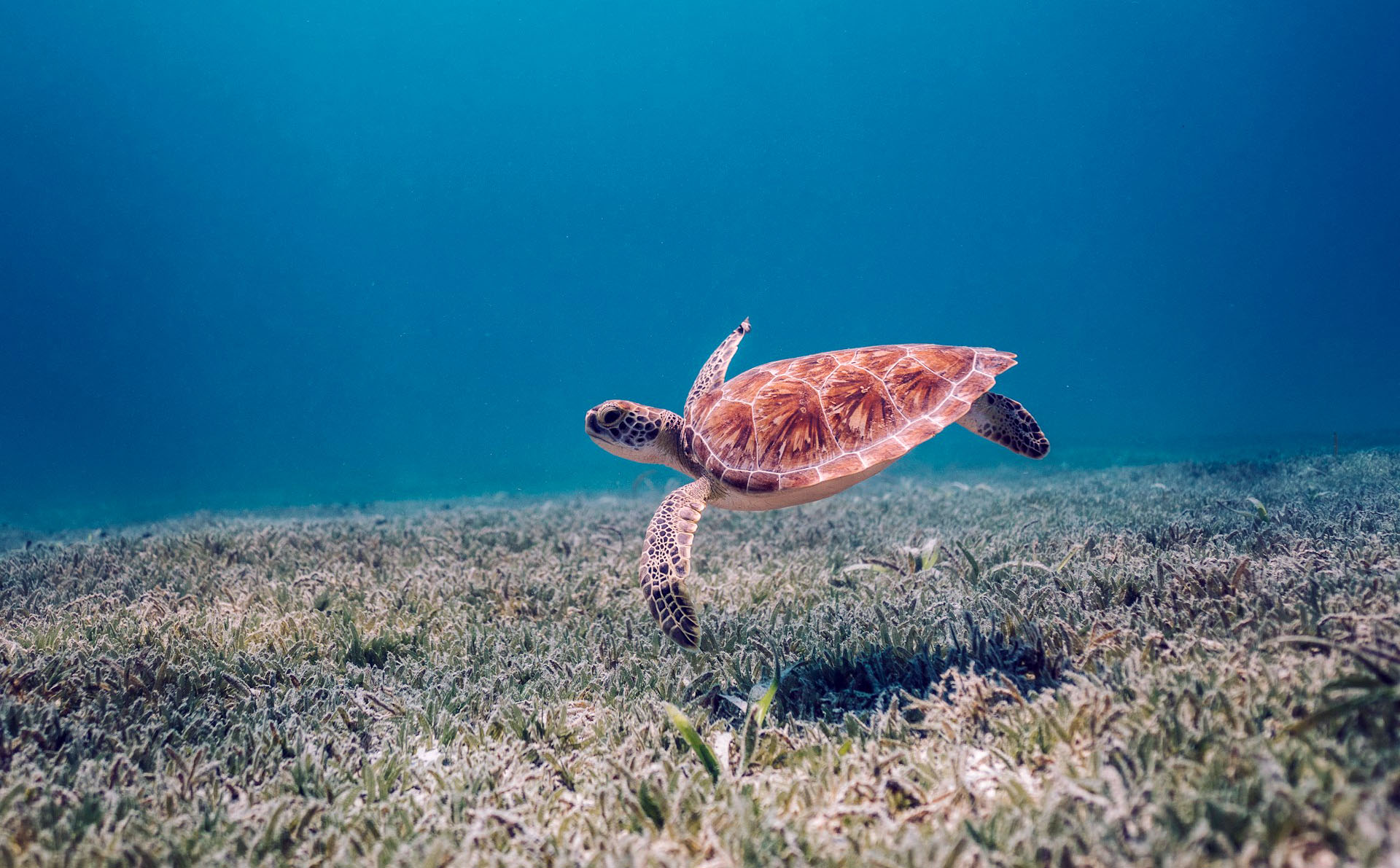 10 Best Dive Sites in Aruba