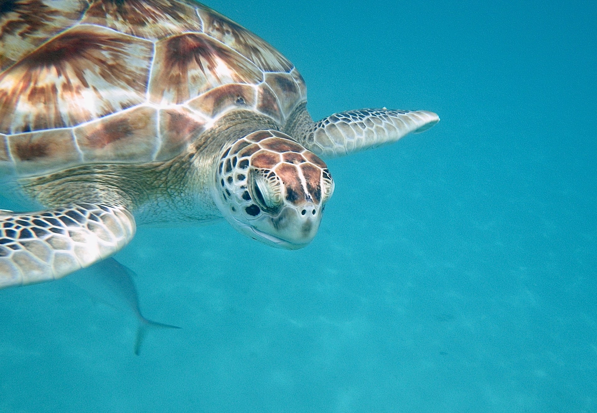 Diving in Barbados