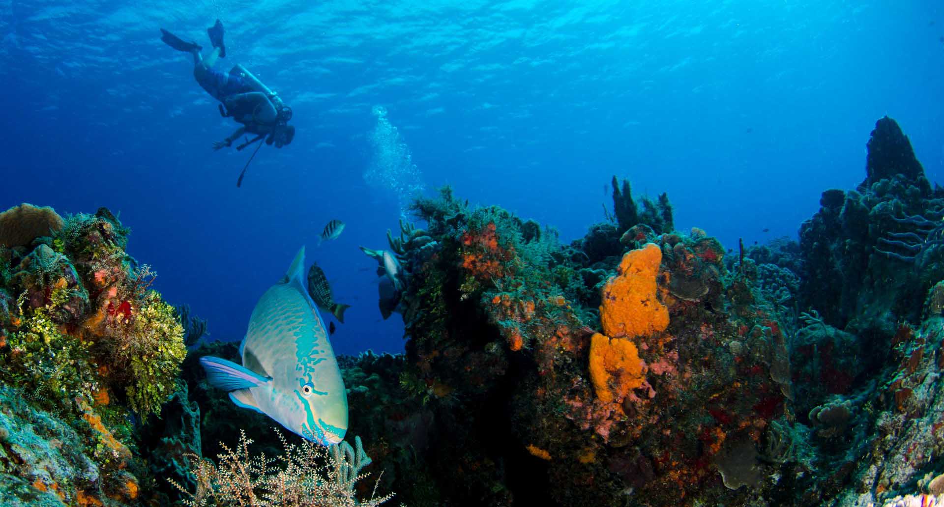 Which Cayman Island Has the Best Scuba Diving?