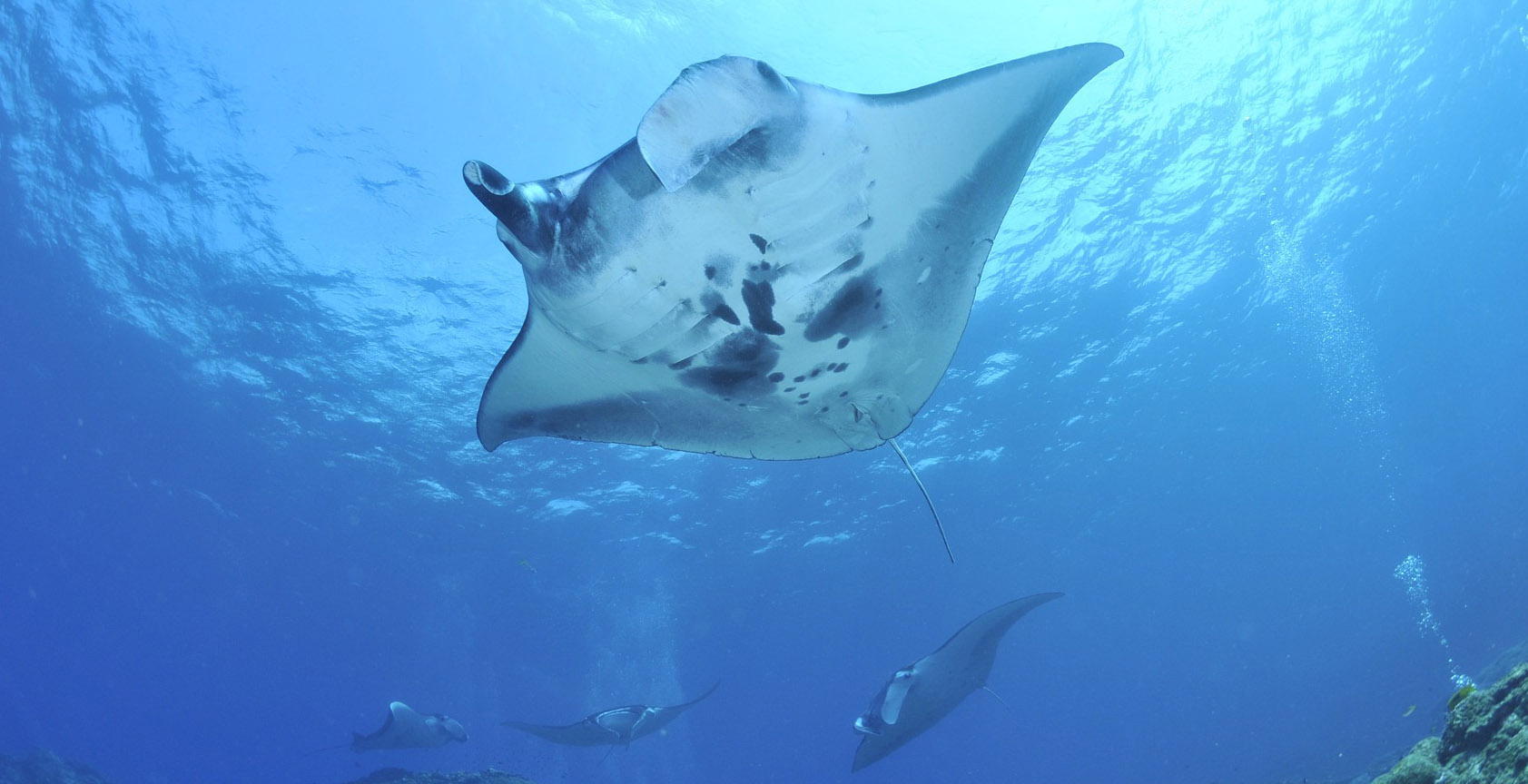 Scuba diving on the Big Island of Hawaii