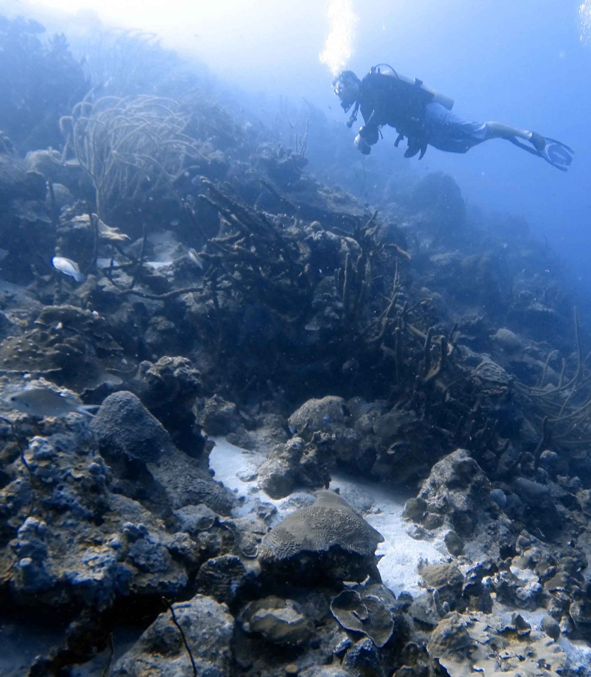 Bonaire Dive Site