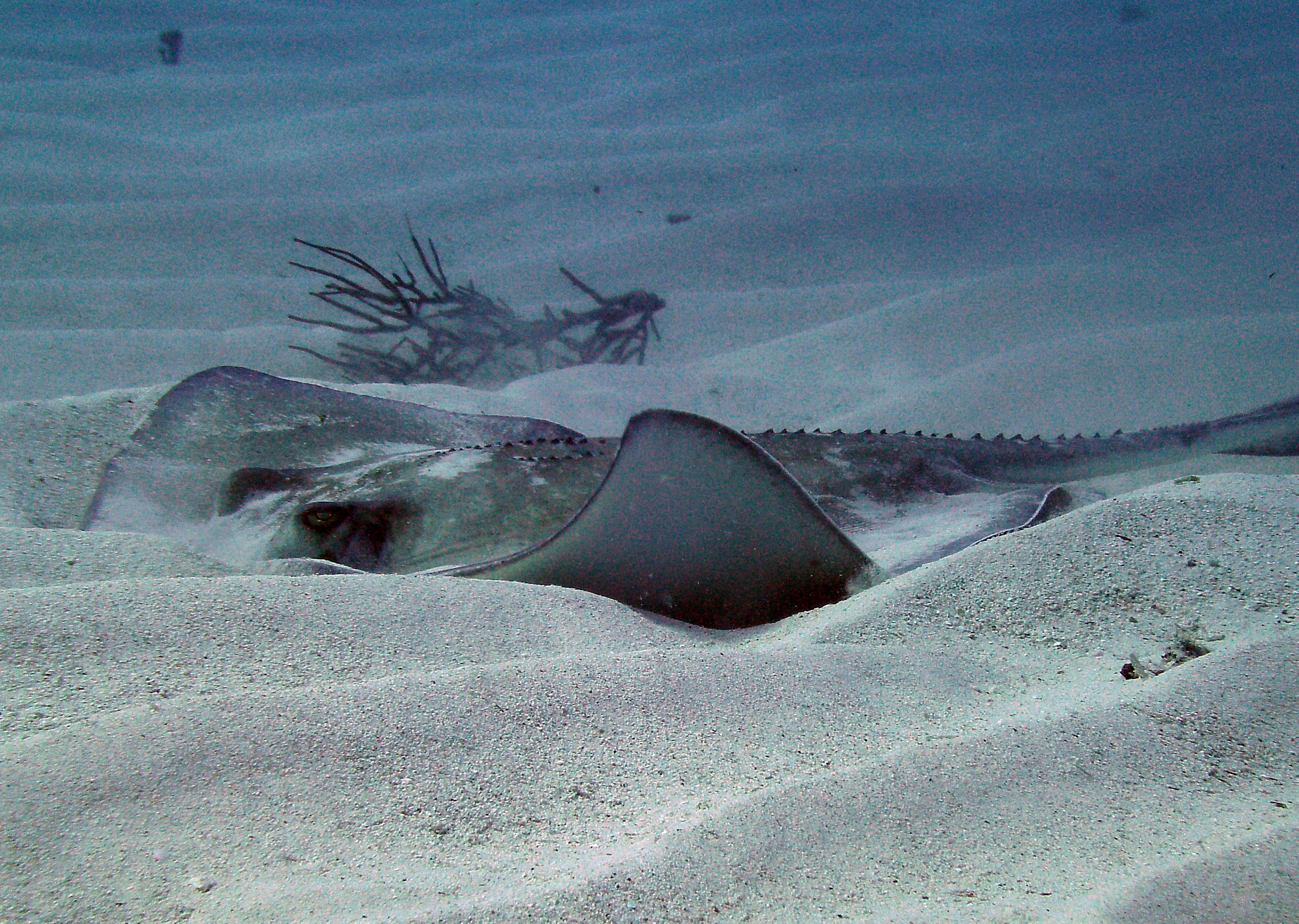 Diving in the Cayman Islands