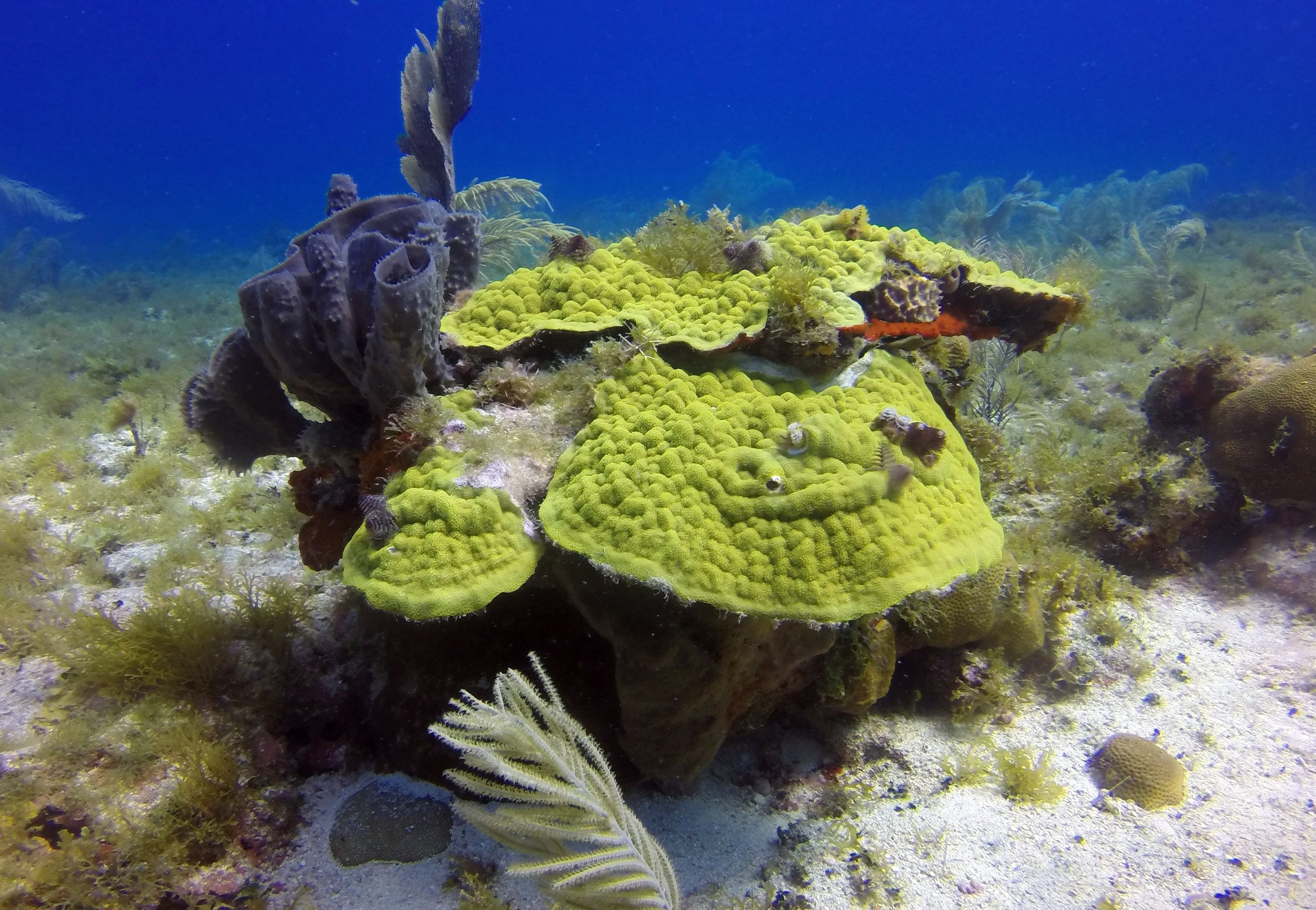 Diving in the Corn Islands