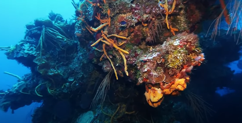 Cozumel drift diving