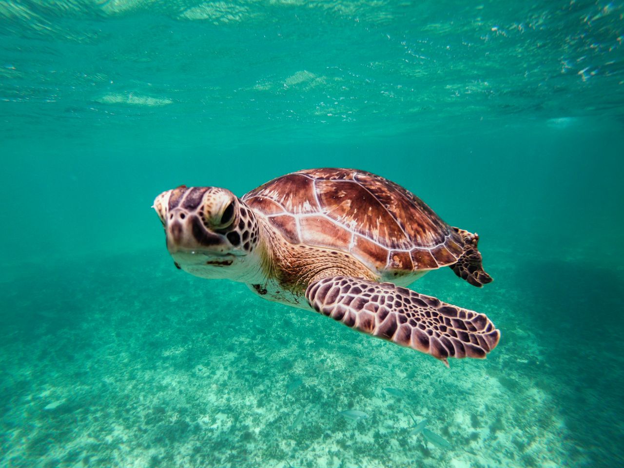 Cozumel Turtle
