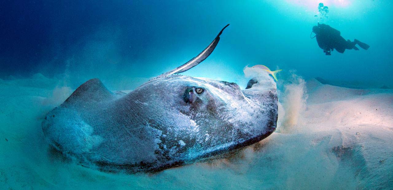 Scuba diving in Grand Cayman