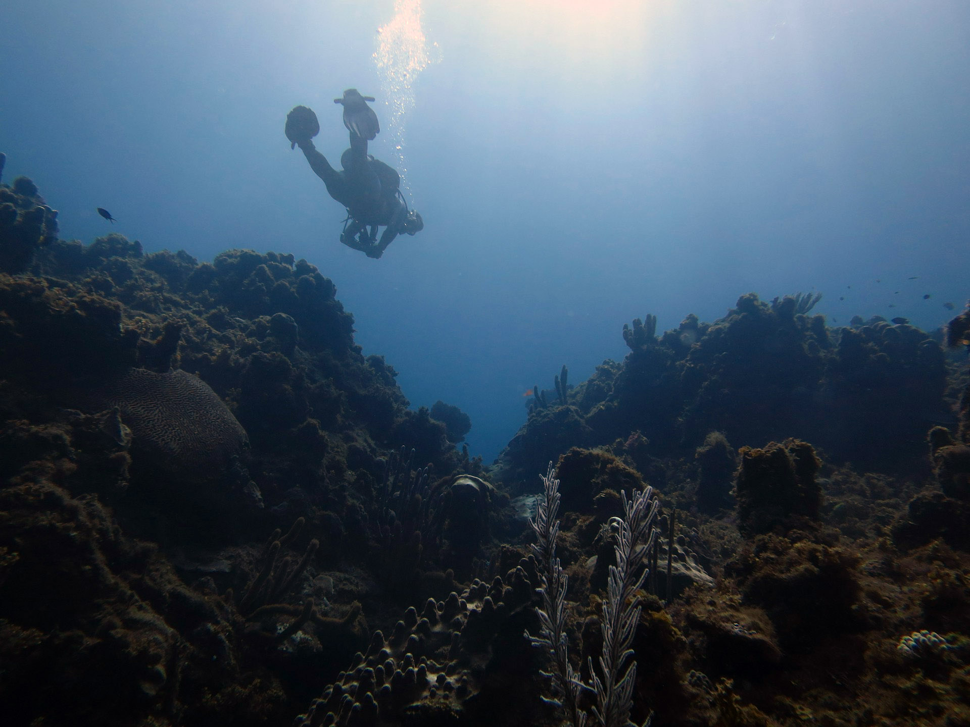 6 Best Dive Sites in Jamaica