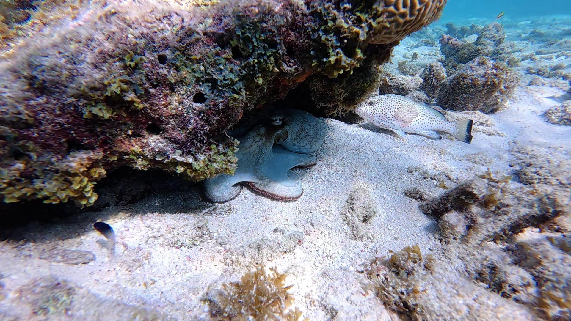 Jan Thiel Bay dive site in Curaçao
