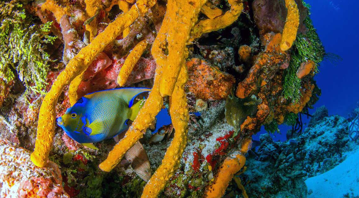 Scuba diving in Little Cayman