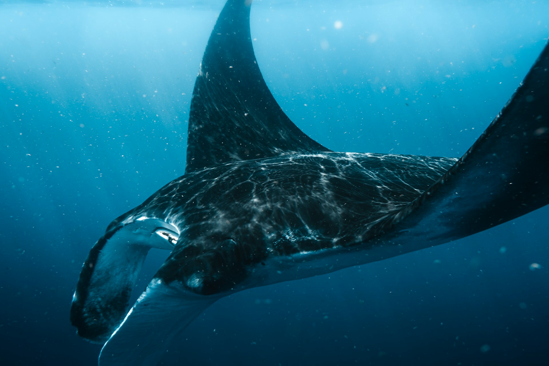 Diving in Mozambique