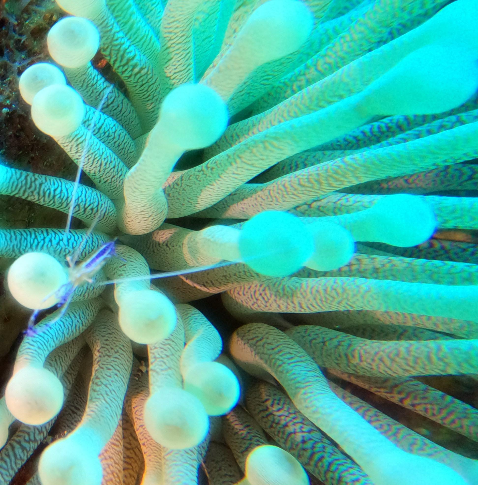 Oil Slick dive site in Bonaire