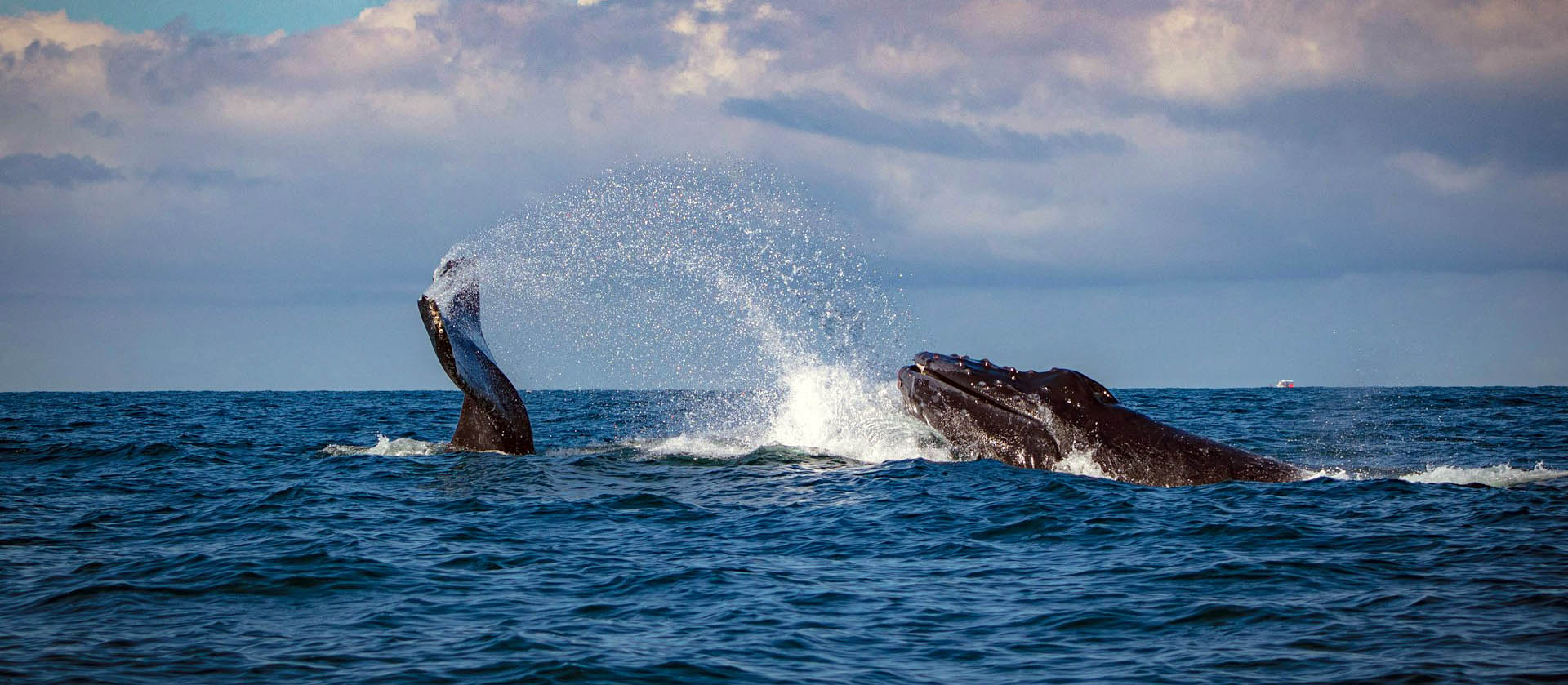 Diving in Puerto Vallarta