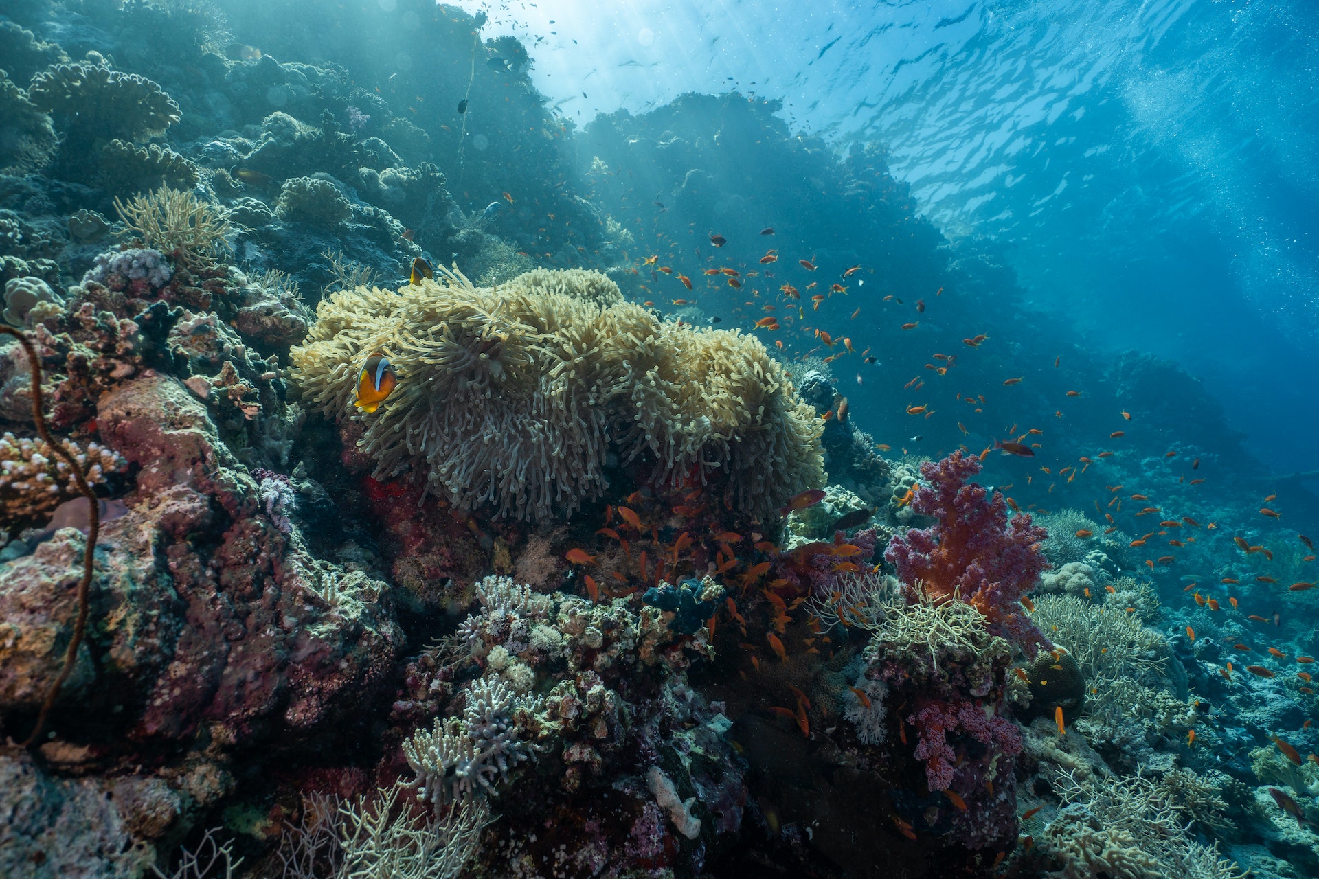 Diving in the Red Sea