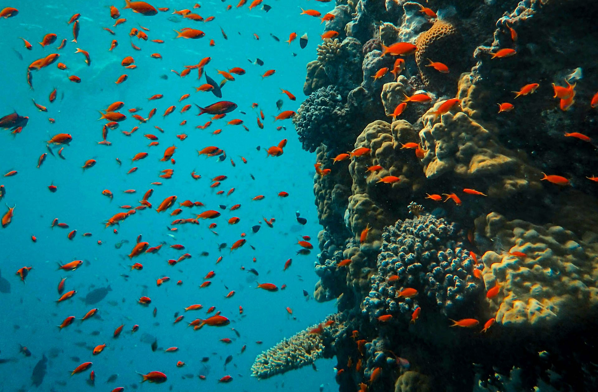 7 Best Dive Sites in Sharm El Sheikh