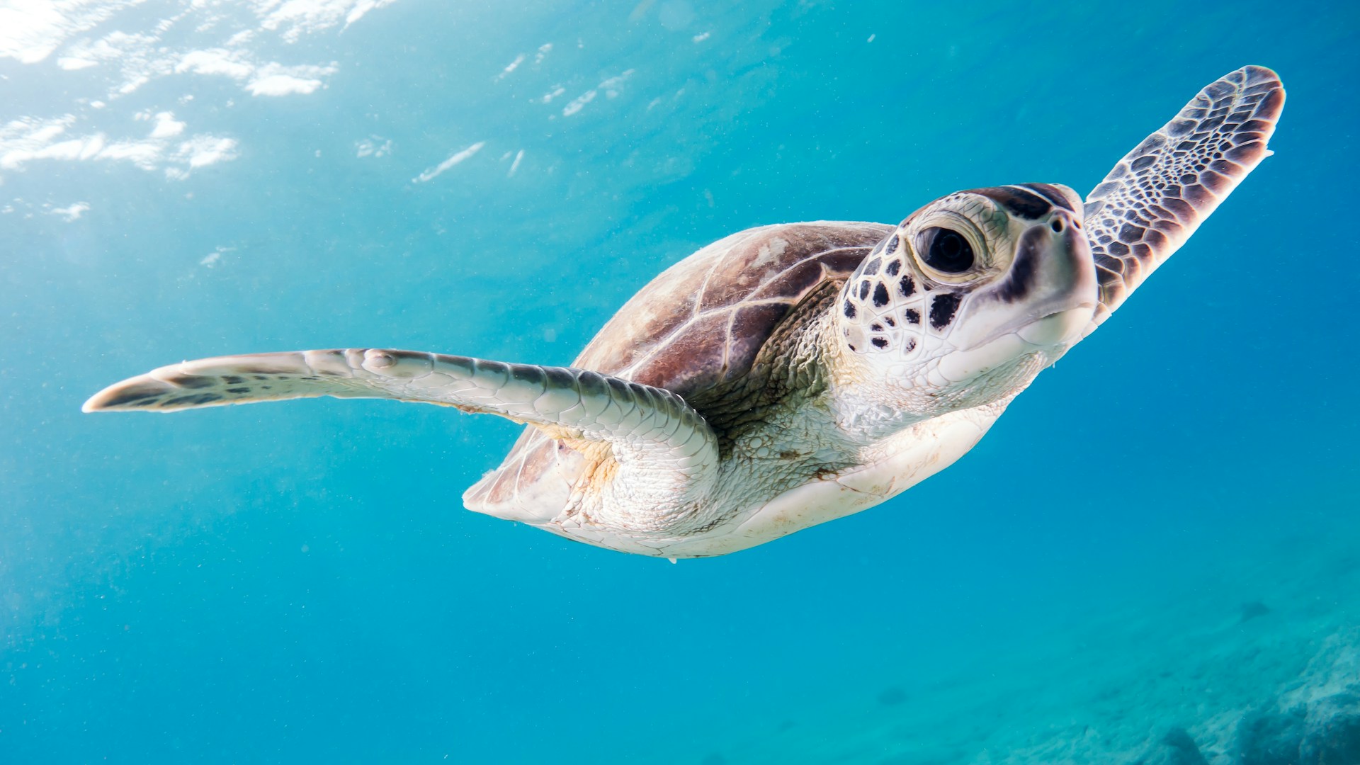 10 Best Dive Sites in the Turks and Caicos Islands