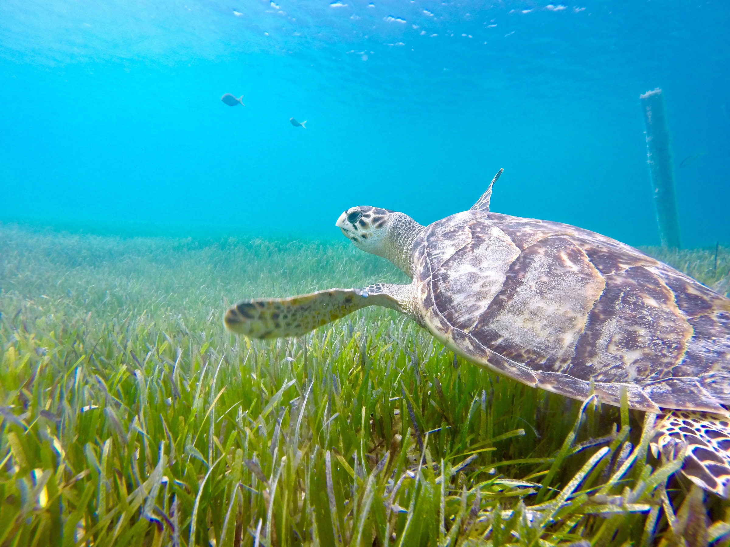 Diving in the Turks and Caicos Islands