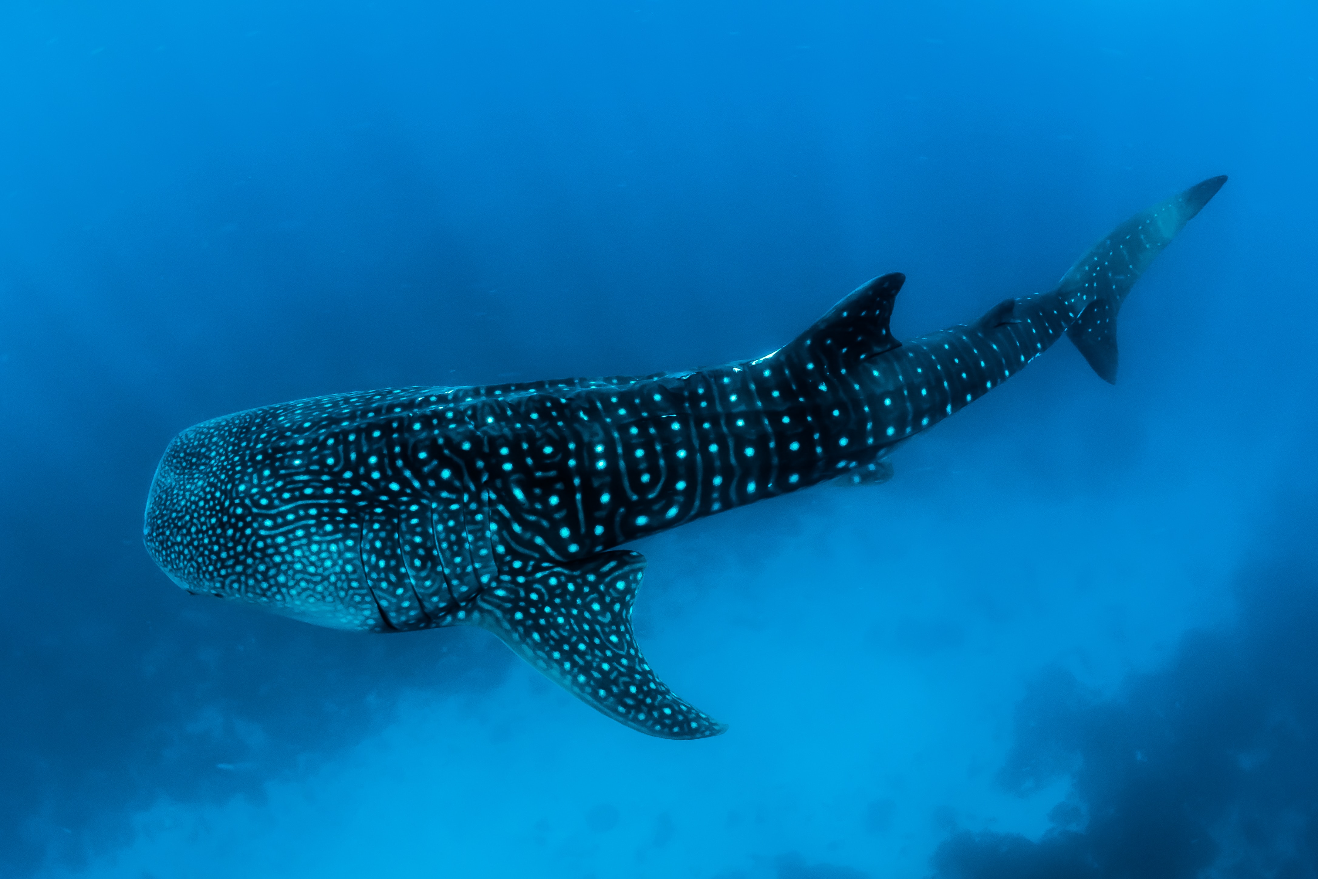 Diving in Utila